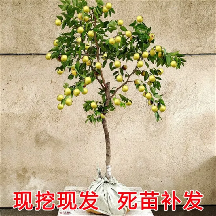 枣树活苗冬枣树苗当年结果盆栽地栽矮化南北方种植耐寒抗旱大超甜
