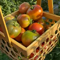 【草莓西红柿-诸葛妍选】酸甜可口新鲜采摘好吃美味现货