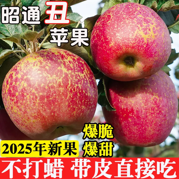 2025年红露云南昭通丑苹果新鲜昭通市冰糖心丑苹果水果当季整箱