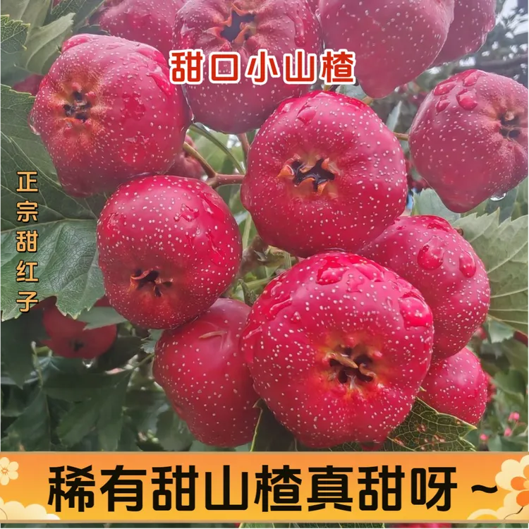 甜红子新鲜山楂糖葫芦雪球专用孕妇小水果山里红产地直发甜口山楂