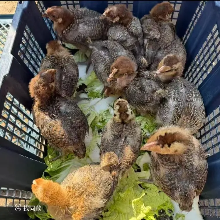 活体庭院观赏青脚麻羽宠物鸡。