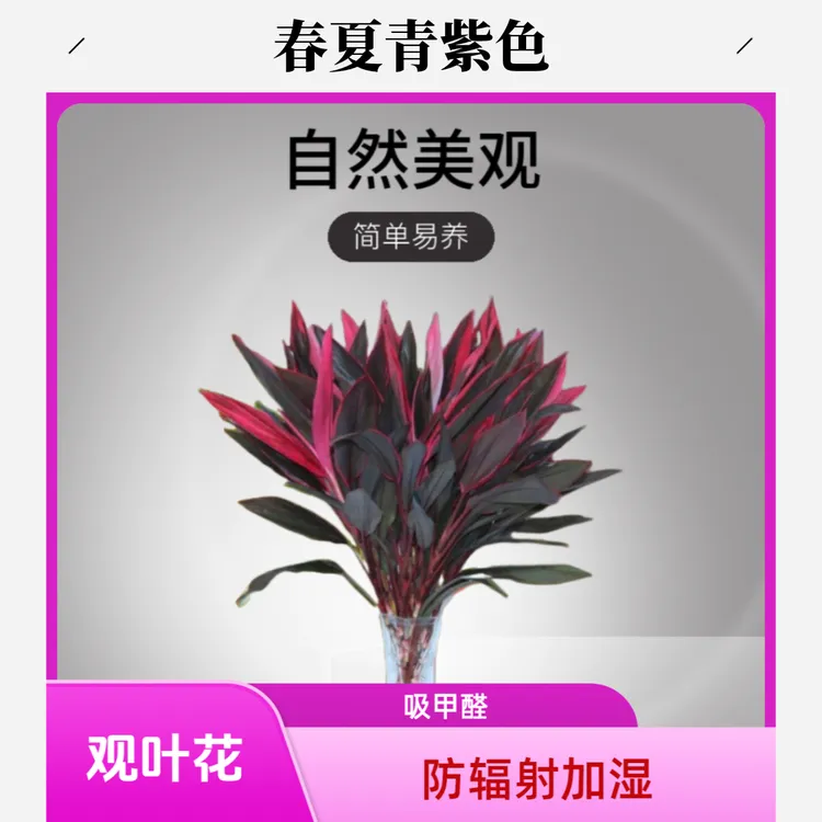 星花怒放鸿运竹客厅甲醛观叶花植物水培植物水培花卉室内水养