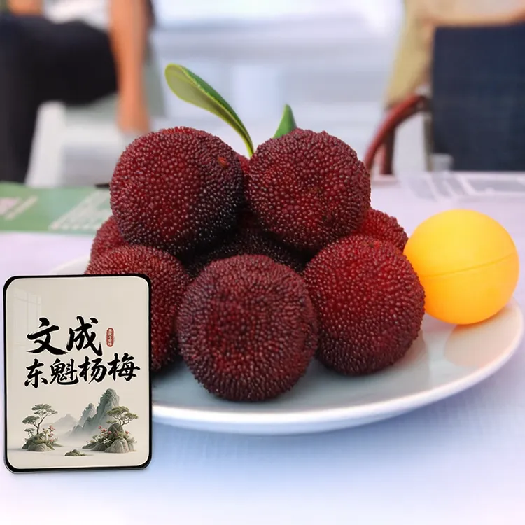 【文成东魁杨梅】大果18克-35克东魁杨梅新鲜采摘顺丰精品礼盒包装