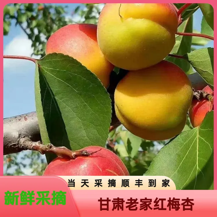 西北黄土高原头茬红梅杏酸甜可口现摘现发