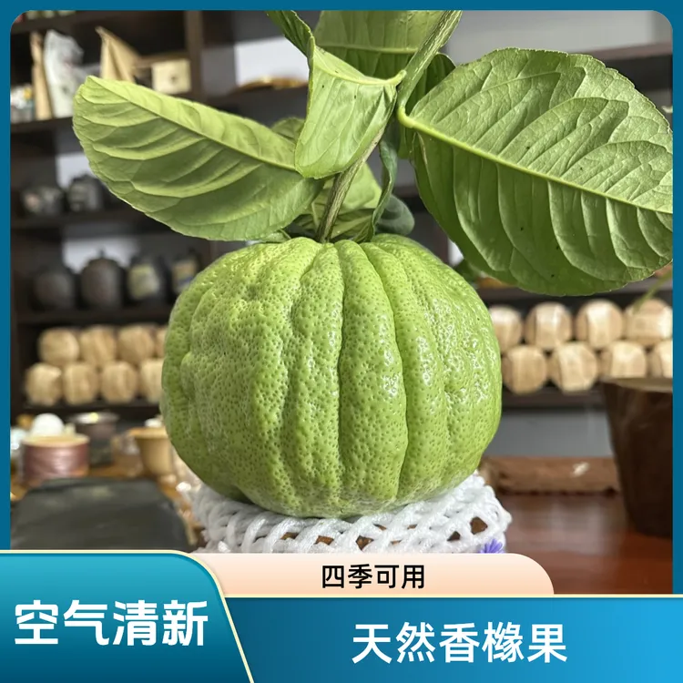 云南香橼果天然车载植物香薰居家清供礼佛佳品