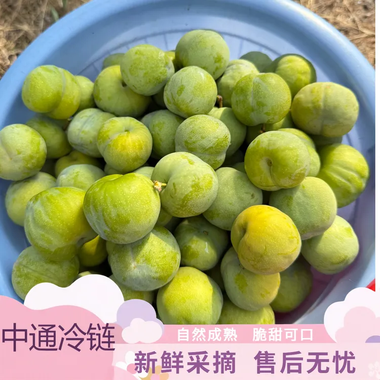 重庆青脆李应季新鲜水果脆甜多汁现摘现发中通冷链包邮