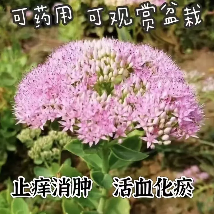 八宝景天家用植物绿植八宝景天止痒草大叶景天蝎子草八宝景天盆栽
