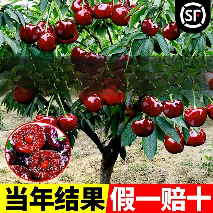 正宗车厘子树苗智利科迪亚黑珍珠盆栽南方北方种植大樱桃树苖果苗