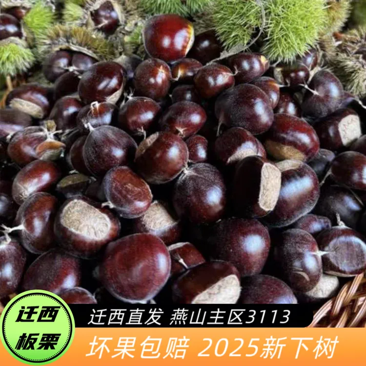 正宗迁西鲜板栗【坏果包赔】2025年新鲜板栗人工挑选饱满送开口器商品图