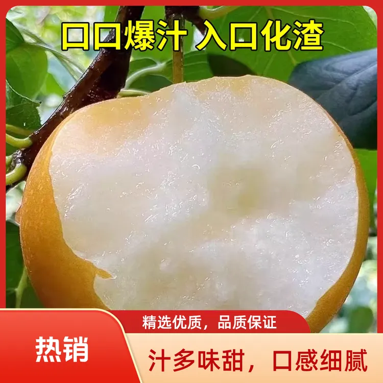 【顺丰包邮】正宗莱阳秋月梨当季水果皮薄脆甜多汁产地直发