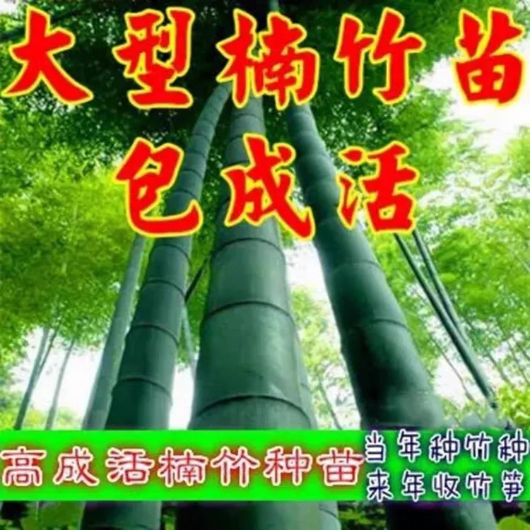 大型楠竹苗毛竹苗地栽食用竹笋竹子根竹子树苗种植