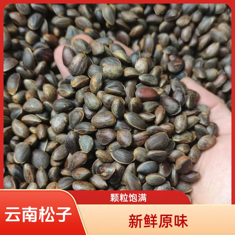 云南新鲜采摘薄壳原味特大号松子颗粒大饱满清香微甜生特大号松子