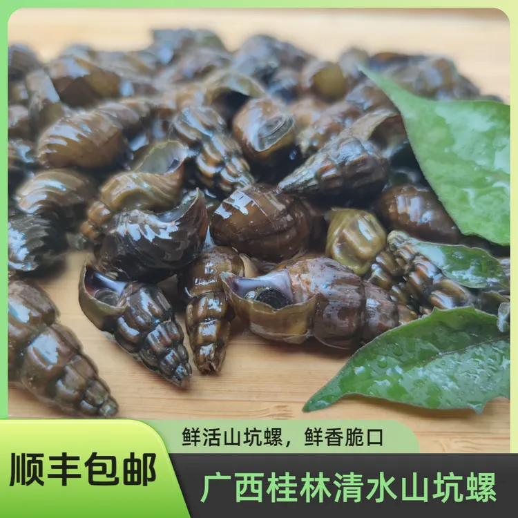 鲜活广西桂林清水山坑螺花螺扭纹螺石螺鬼螺九纹螺2斤装顺丰包邮