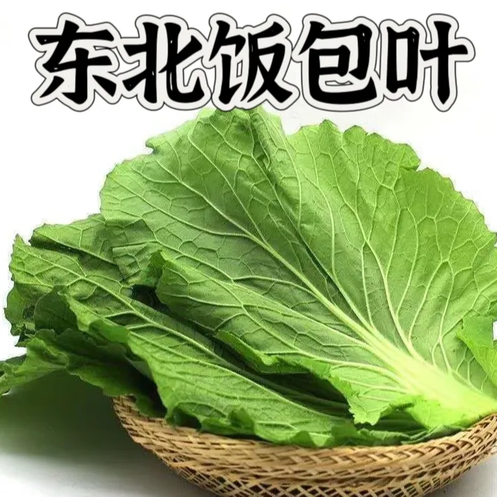 东北饭包叶 大白菜叶新鲜蘸酱菜蔬菜打饭包叶子农家种植吉林直发