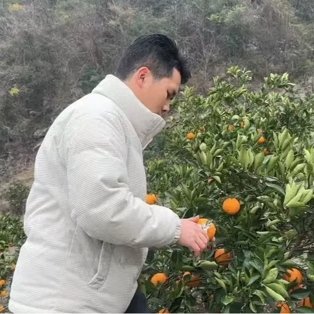 广西桂林高山夏橙现摘现发酸甜可口香味十足净重5斤9斤