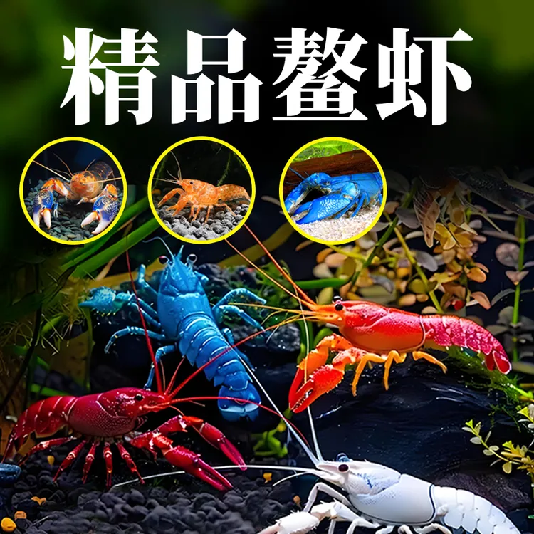 ‌天空蓝魔鳌虾活体观赏鳌虾 白纹鳌虾幼体桌面水族造景冷水缸除藻