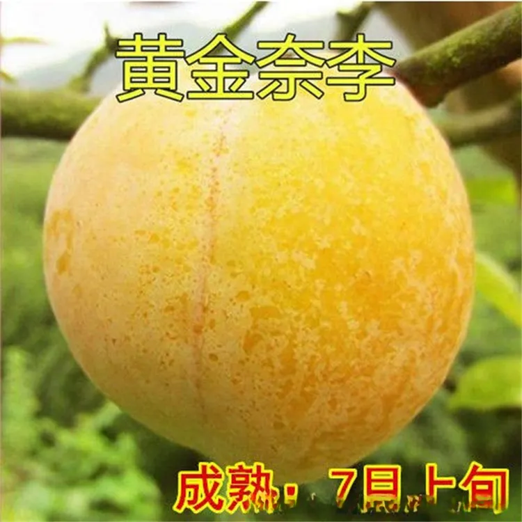 李子树苗嫁接特大早晚熟当年结果黄金奈李子树苗南北方种植果树苗