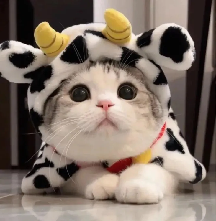 宠物玩具大全，No退No换，介意勿拍！