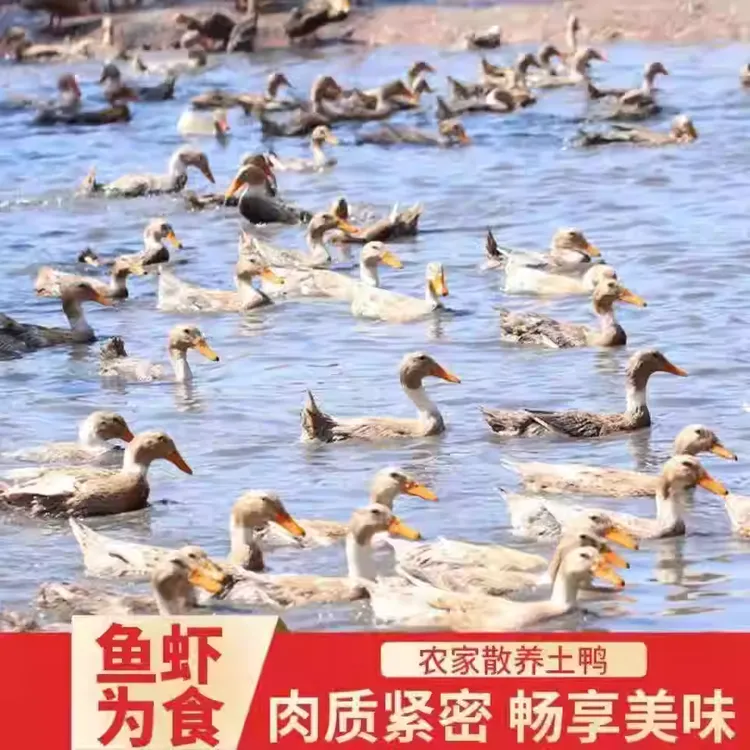 回购超高【买二送一】顺丰冷链农家散养土鸭新鲜现杀无掌无翅无内脏