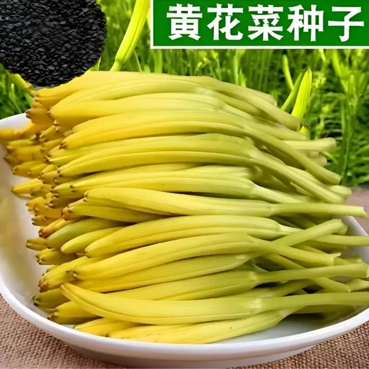 黄花菜种子四季播种家庭盆栽地栽小院种植