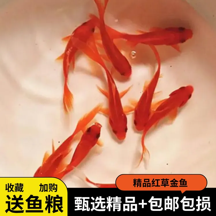 草金鱼好养耐活长尾大红草观赏鱼锦鲤活体冷水鱼淡水鱼金鱼红草鱼