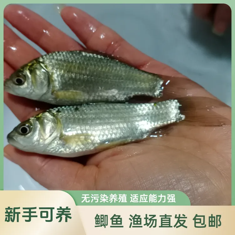 贵州 鲫  鱼  中科5号鲫鱼  淡水 水族活体 宠物观赏鱼饲养发货