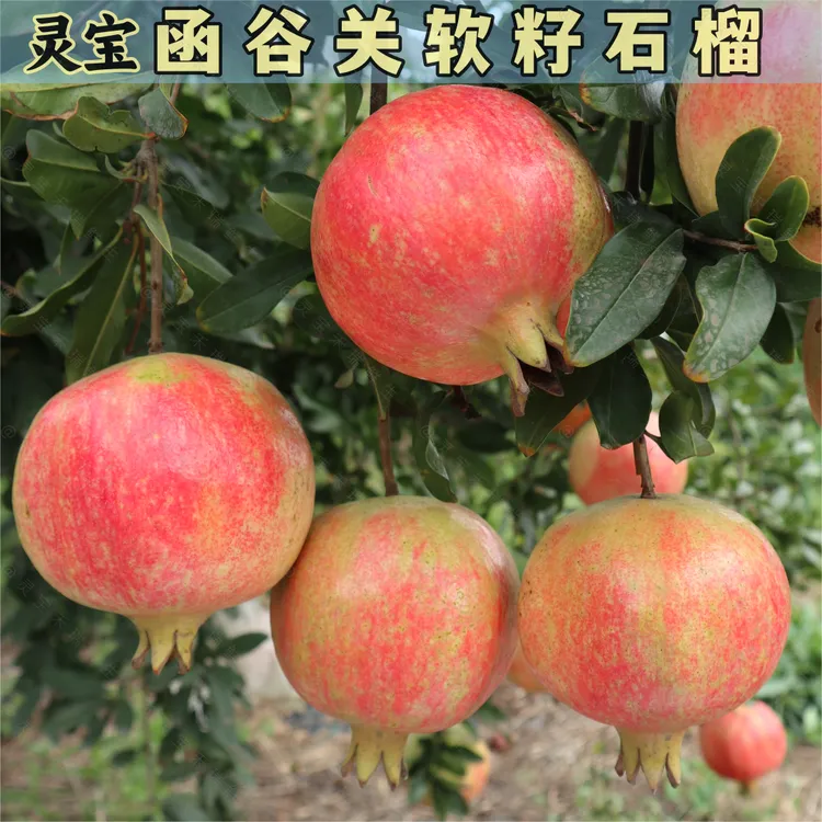 灵宝函谷关突尼斯软籽石榴
