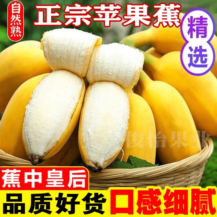 伦都爵广西苹果蕉新鲜采摘9/5/3斤特产农家粉蕉香蕉水果西贡粉蕉