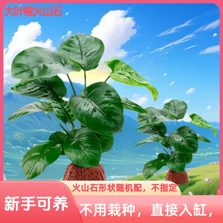 懒人新手家用鱼缸自养阴性水草易养火山石大叶榕水培净化绿色植物