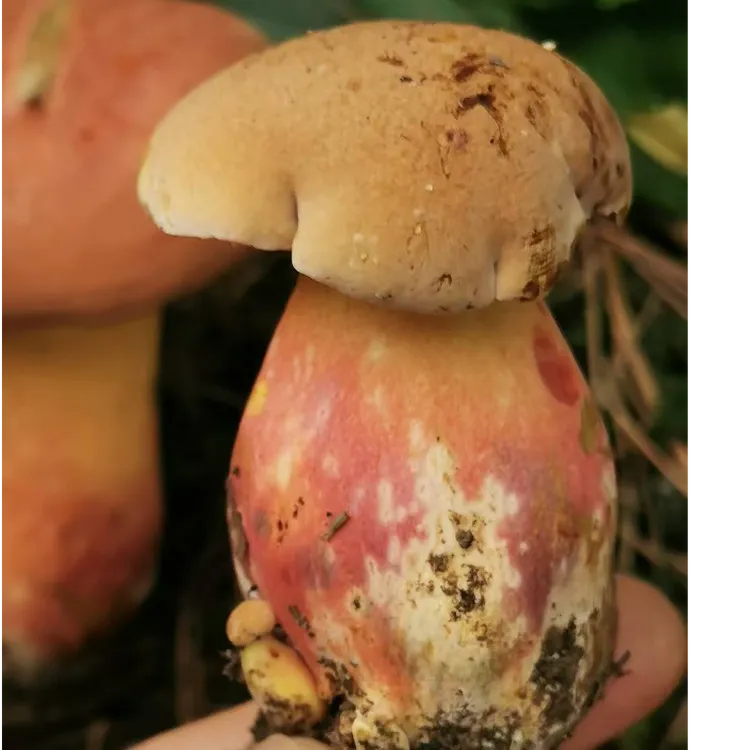 云南野生菌子新鲜现摘现发见手青红葱牛肝菌蘑菇 顺丰包邮特快