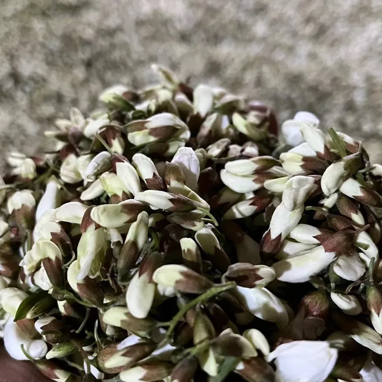 新鲜洋槐花槐花骨朵槐米现摘保鲜发