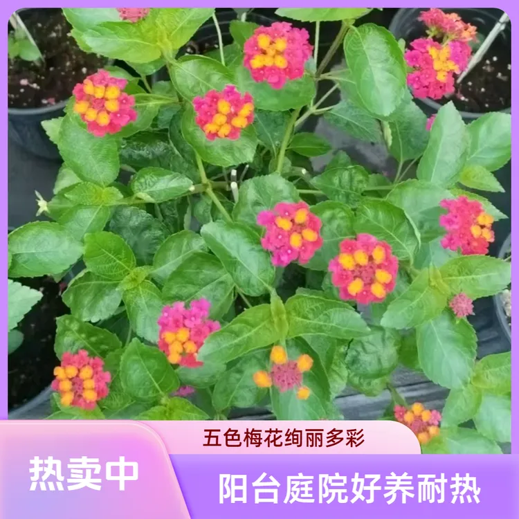 五色梅盆栽花卉开花耐热好养带花苞庭院装饰阳台造景五色花百日草