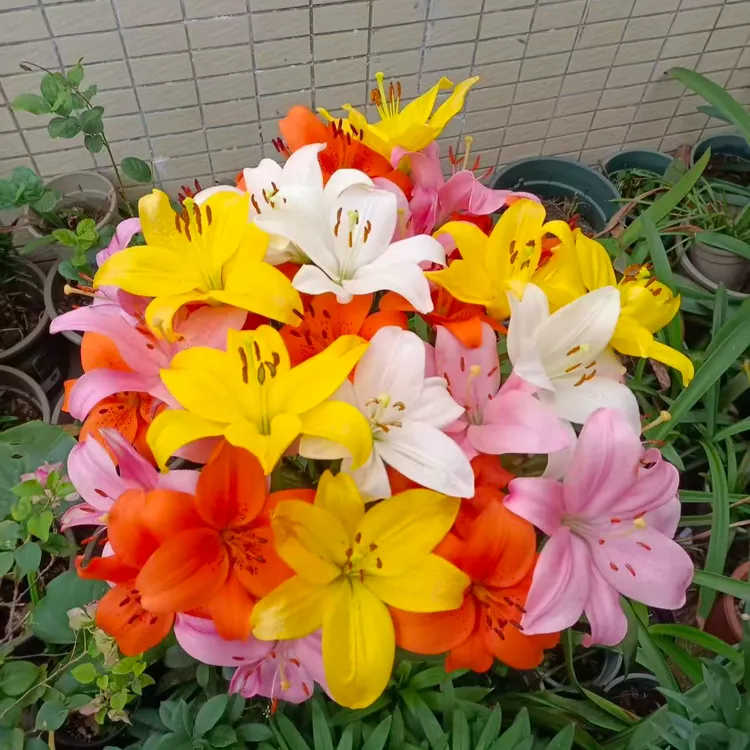 带芽发进口香水百合花种球大花室内室外多头四季开花好养易活花卉