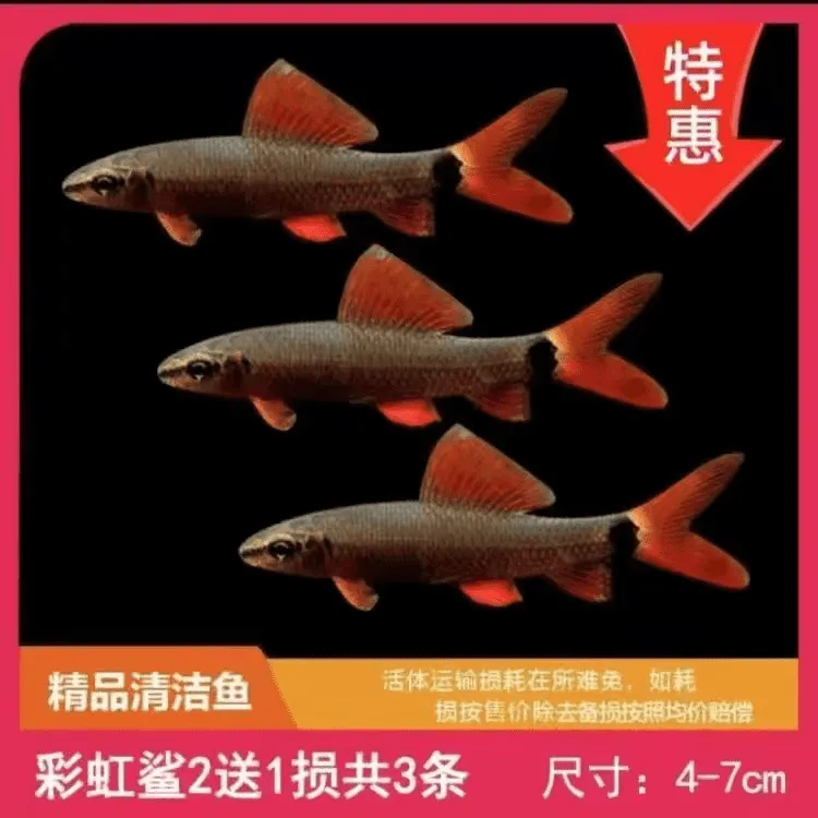 彩虹鲨鱼工具鱼可混养清洁水质吃残渣除藻的热带观赏鱼