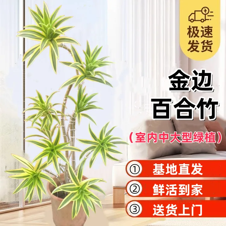 金边百合竹 室内轻奢四季好养净化空气绿植一物一拍