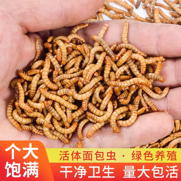 面包虫活体黄粉虫鹦鹉鱼金龙鱼乌龟画眉鸟饲料批发