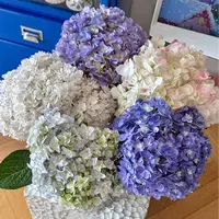 【一品花集】高品质稀有【龍元】绣球