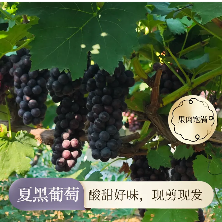 夏黑葡萄酸甜水果无籽农场直发现水果无籽葡萄剪