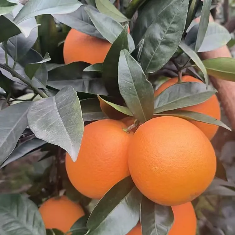 正宗四川雷波脐橙新鲜现摘多汁香甜应季水果果园直发（标准中小果）