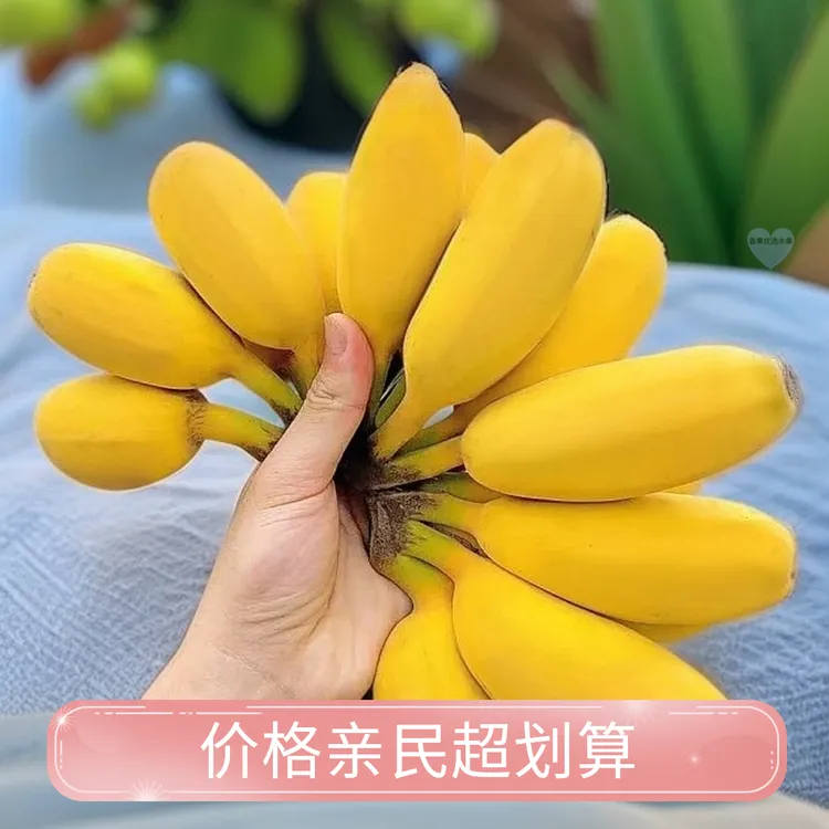 【广东地道苹果蕉】新鲜现摘粉青果蕉当季水果软糯香甜适合产妇孕妇