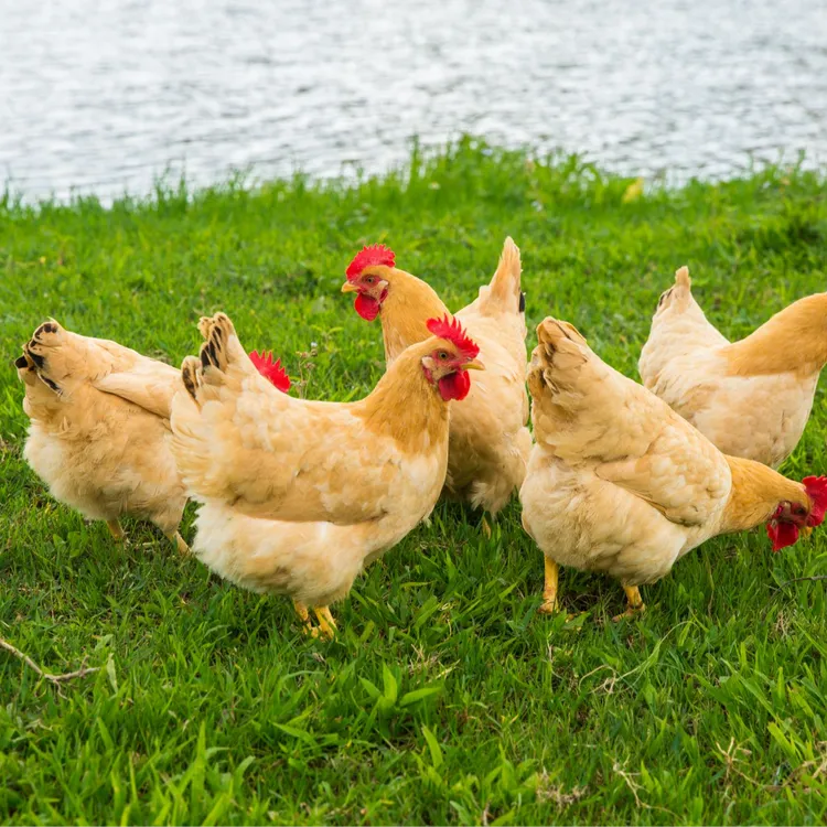 【顺丰包邮】春茂土三黄鸡  活体邮寄 120天 山林放养/买1发2