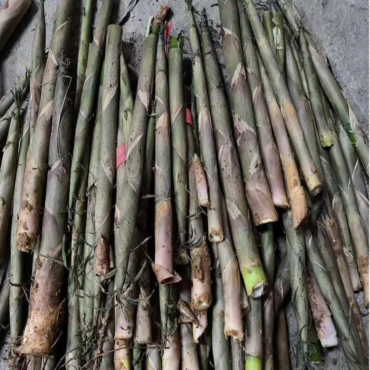 广宁本地文笋（细笋）