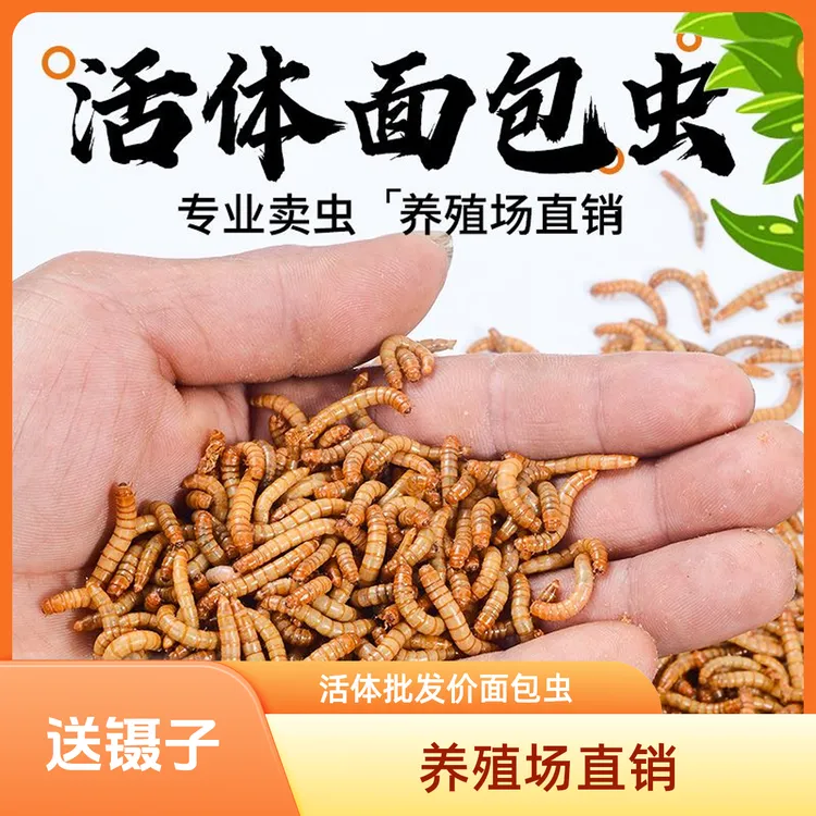 黄粉虫活体面包虫守宫鹦鹉龙鱼乌龟等宠物饲料
