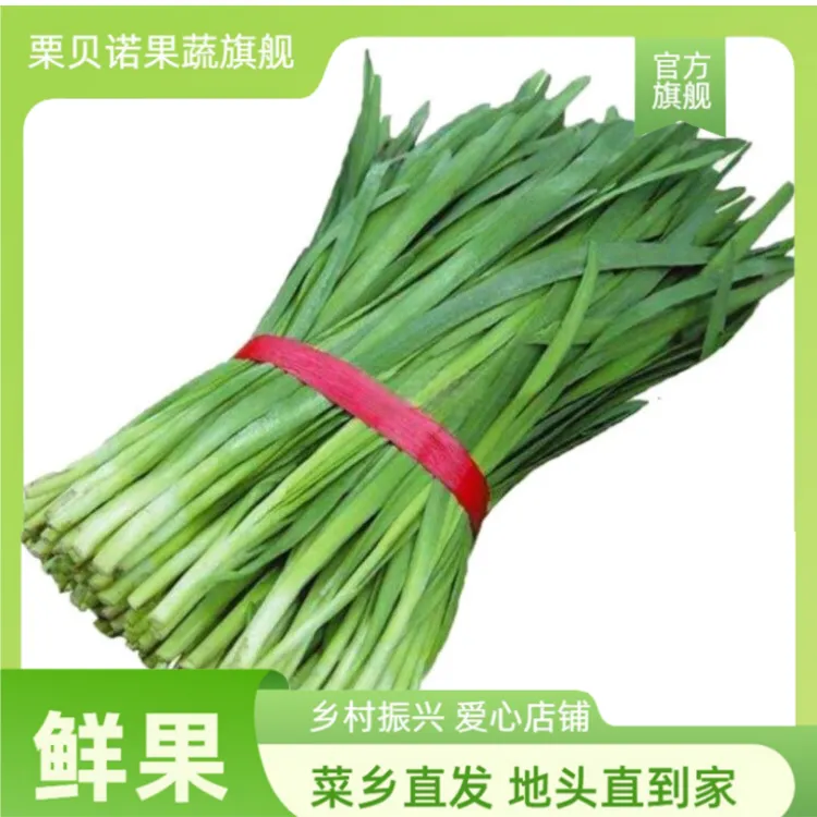 新鲜嫩韭菜现割头茬蔬菜当季香韭菜包饺子烧烤专用现摘现发