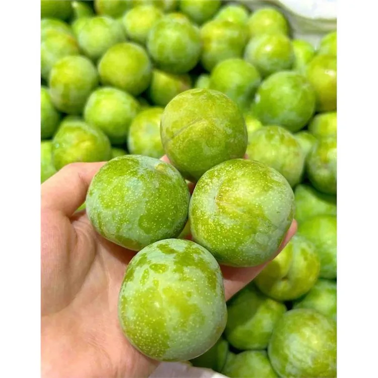 【2年苗2颗】四川青脆李子苗嫁接巴山脆李树苗脱骨空心李树苗地栽