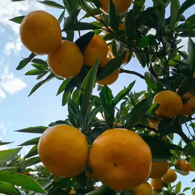 石门秀坪正宗早熟蜜桔  现采现发5斤装9斤装