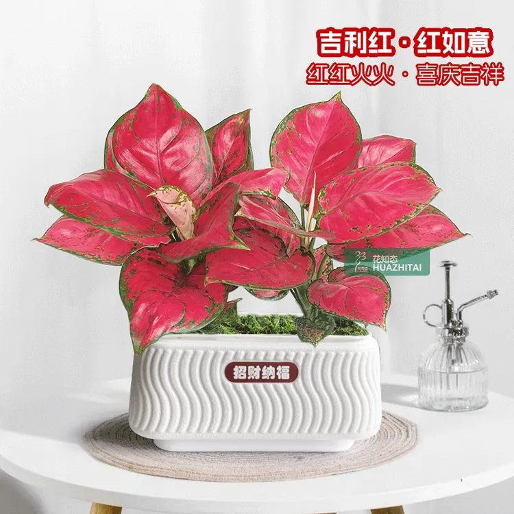 【鸿运当头】红如意绿植盆栽室内客厅办公好养懒人红色植物美化鲜活