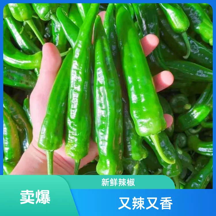 正宗特辣辣妹子辣椒新鲜蔬菜薄皮青椒农家自种现摘现发包邮 