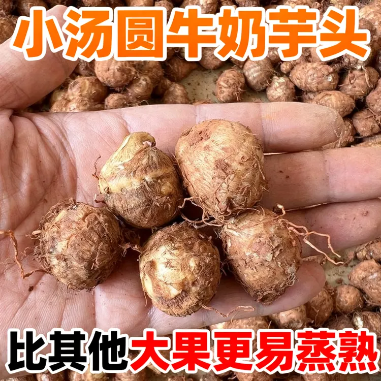 小汤圆大小牛奶小芋头云南高山新鲜现挖牛奶芋头软糯粉滑农家