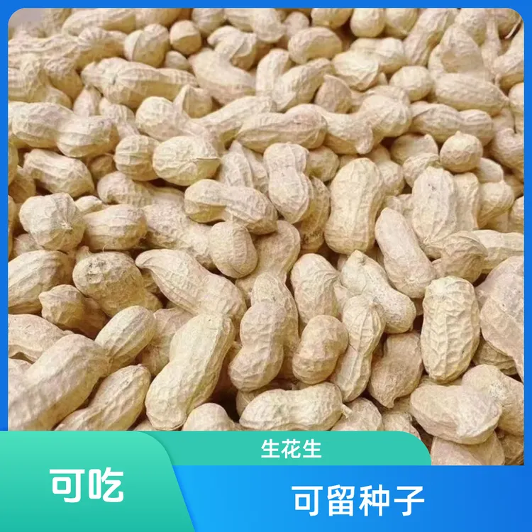 当季带壳干花生生花生颗粒饱满高产颗颗精选薄皮可吃可留花生种子